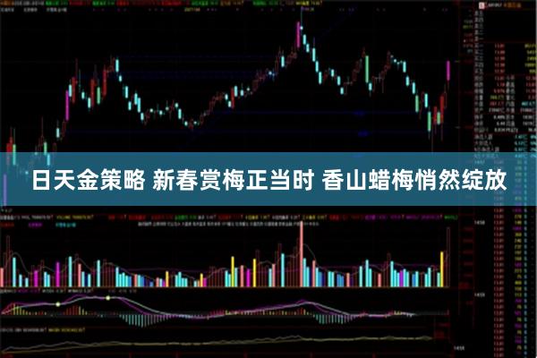 日天金策略 新春赏梅正当时 香山蜡梅悄然绽放